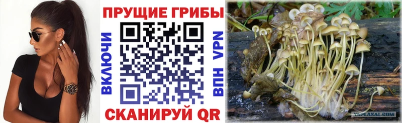 Галлюциногенные грибы Cubensis  Рассказово 
